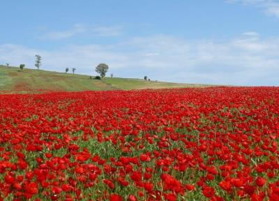 خبرنگاران دشت شقایق های ملارد برای ثبت در میراث طبیعی آماده می شود